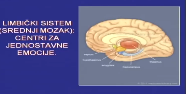 Endorfini su prirodni hormoni koje proizvodi ljudski organizam, a često se nazivaju „hormonima sreće“ ili „hormonima vedrine“. Njihova osnovna uloga jeste da smanje bol i stres, ali i da podstaknu osjećaj zadovoljstva, opuštenosti i unutrašnje ravnoteže.