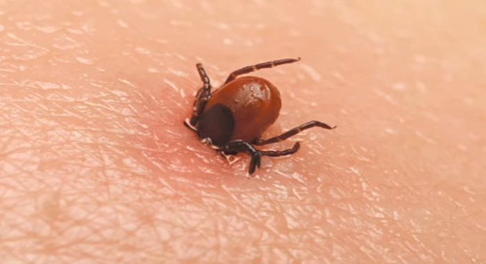 Krpelji su sitni paraziti koji se hrane krvlju ljudi i životinja. Najčešće se nalaze u travi, šumama i parkovima, posebno u toplijim mesecima. Iako su mali i često neprimetni, mogu preneti ozbiljne bolesti.